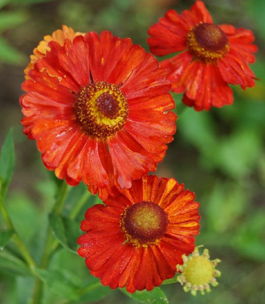 Helenium 'Baudirektor Linne'